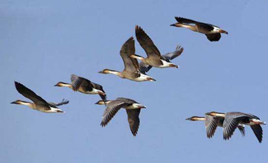 衡阳绕柱而飞的大雁雕塑有什么寓意