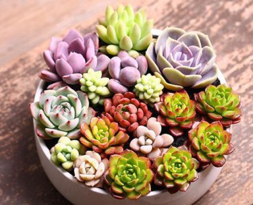 ​多肉开花是好兆头