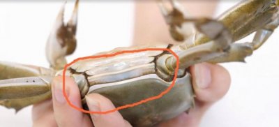 ​大闸蟹保存，大闸蟹保存冷冻还是冷藏？