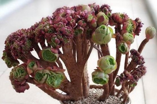 法师多肉为什么不能在家里养(图3)