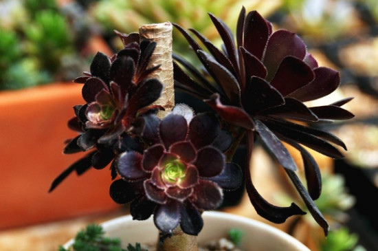 法师多肉为什么不能在家里养(图4)