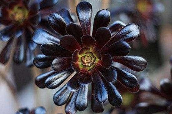 法师多肉为什么不能在家里养(图2)