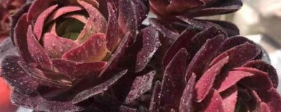 ​法师多肉为什么不能在家里养