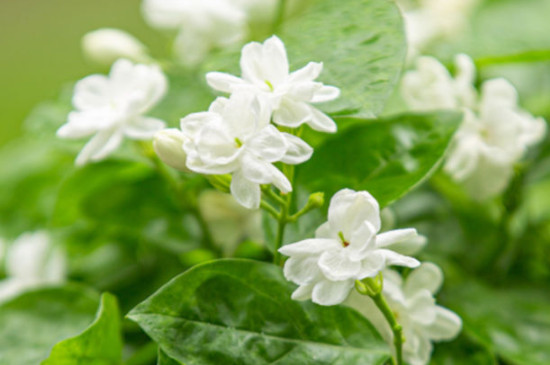 茉莉花叶子卷是什么原因(图4)