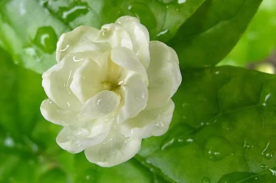 茉莉花叶子卷是什么原因(图3)