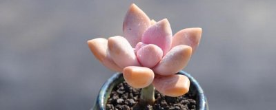 ​淡雪多肉夏天怎么养