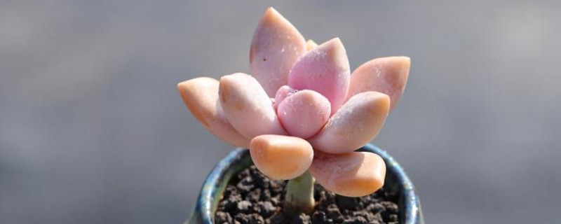 淡雪多肉夏天怎么养(图1)