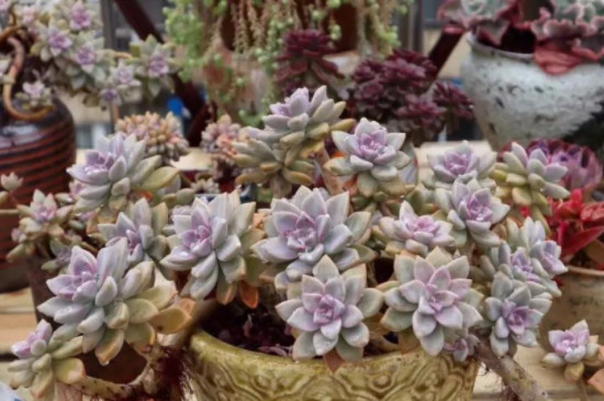 淡雪多肉夏天怎么养(图2)
