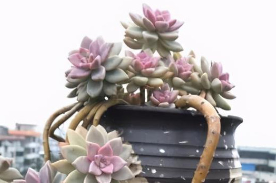 淡雪多肉夏天怎么养(图4)