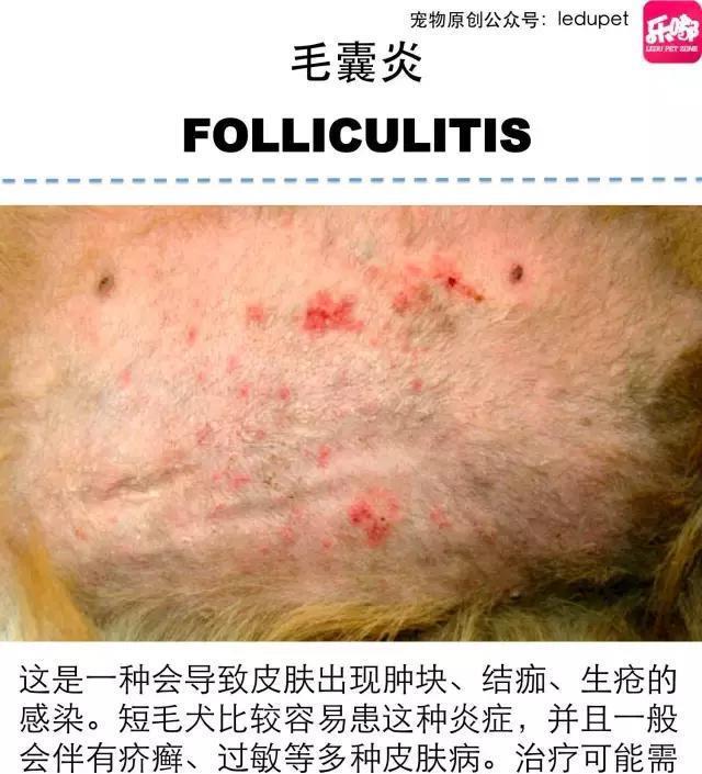 掉毛！还会发臭！狗狗的皮肤病图文大全