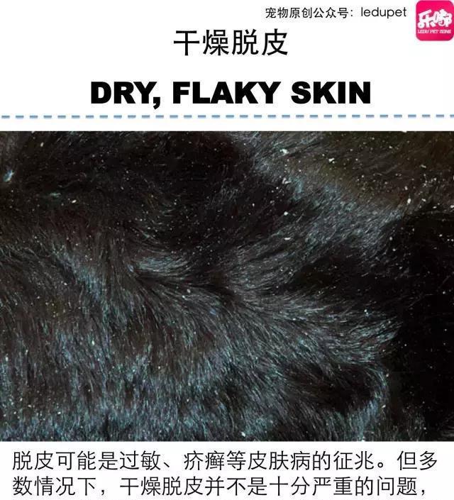 掉毛！还会发臭！狗狗的皮肤病图文大全