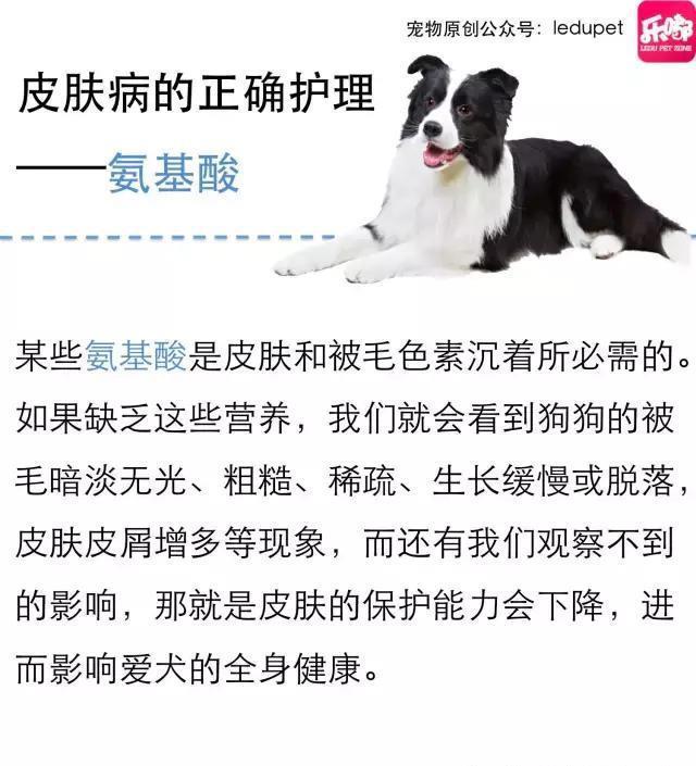 掉毛！还会发臭！狗狗的皮肤病图文大全