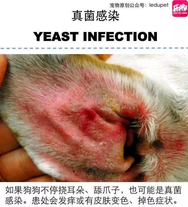 掉毛！还会发臭！狗狗的皮肤病图文大全