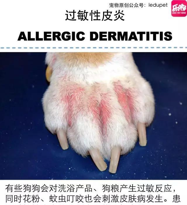 掉毛！还会发臭！狗狗的皮肤病图文大全