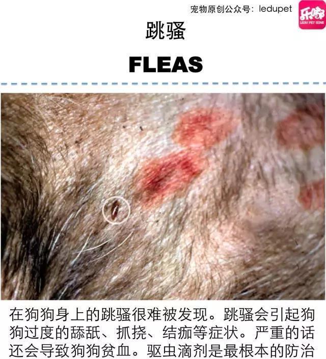 掉毛！还会发臭！狗狗的皮肤病图文大全