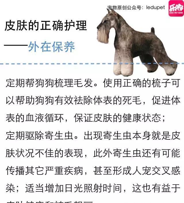 掉毛！还会发臭！狗狗的皮肤病图文大全