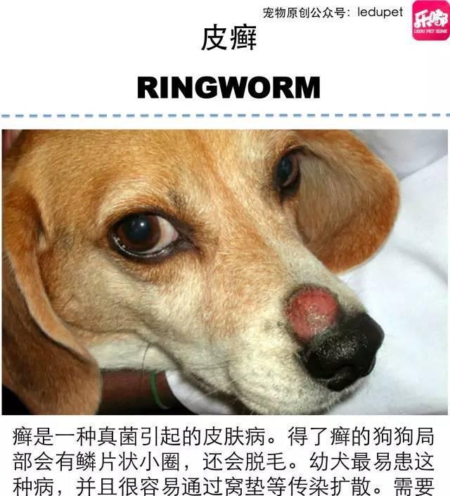 掉毛！还会发臭！狗狗的皮肤病图文大全