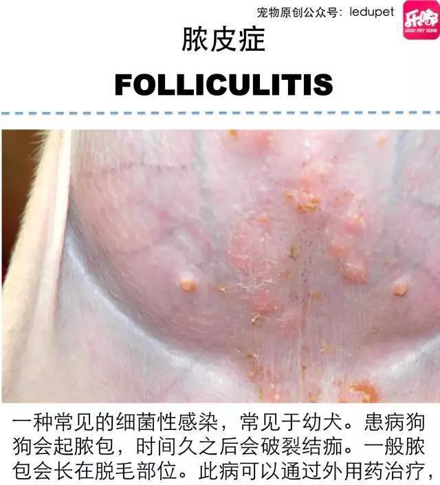 掉毛！还会发臭！狗狗的皮肤病图文大全