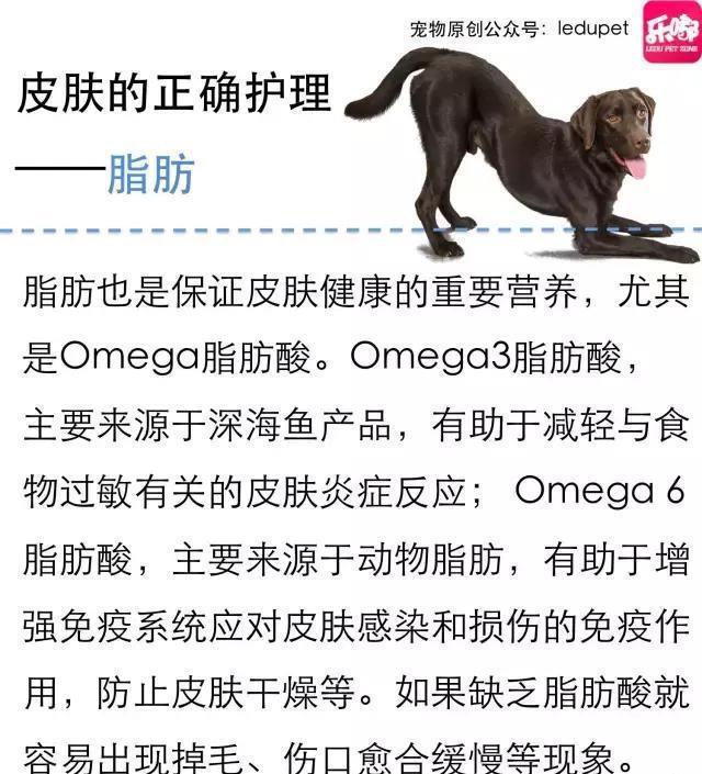 掉毛！还会发臭！狗狗的皮肤病图文大全