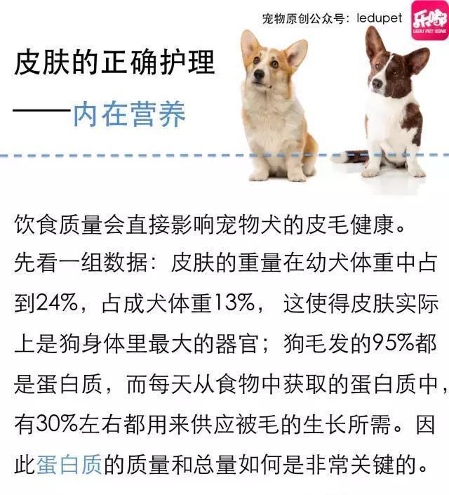 掉毛！还会发臭！狗狗的皮肤病图文大全