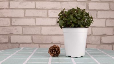 ​盆栽薄荷怎样养