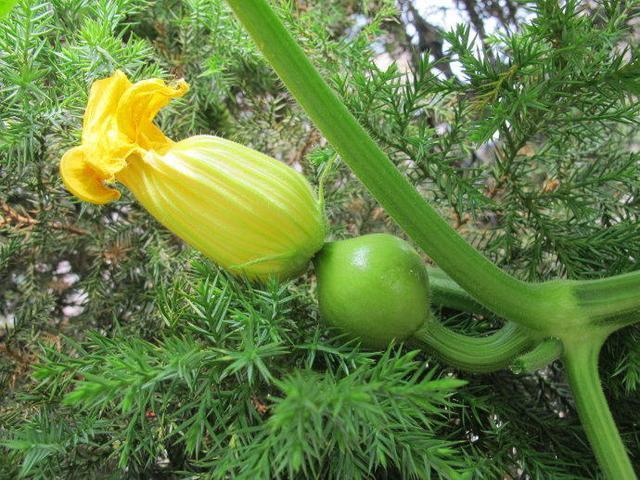 农村美食，南瓜花炒鸡蛋你吃过吗？