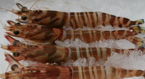 煮熟的虾放冰箱隔夜能吃,煮熟的虾放冰箱隔夜能吃吗图4