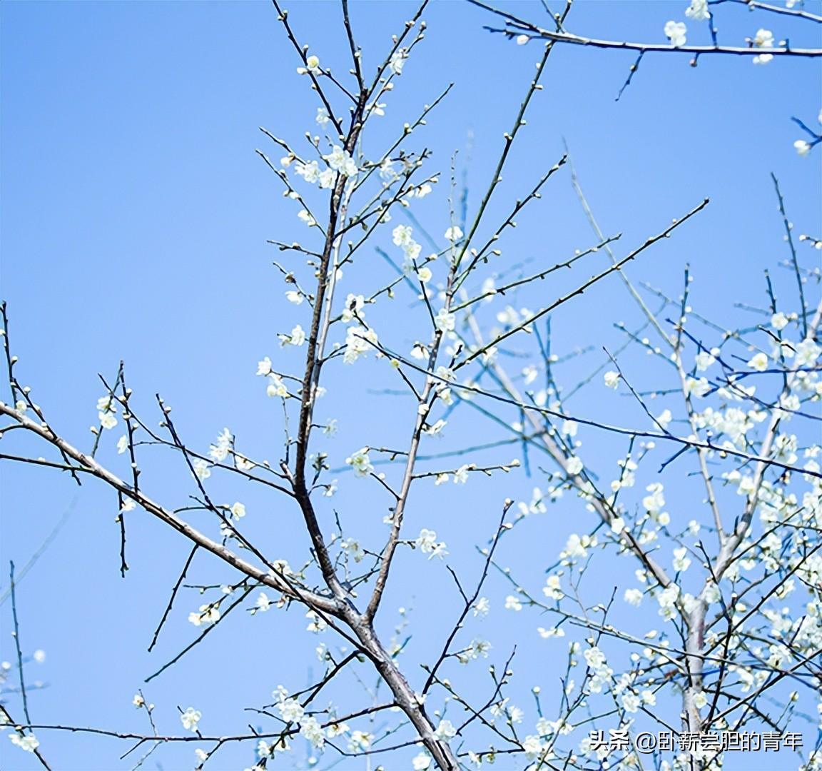 黄埔区是哪里(广州黄埔区面积多大)
