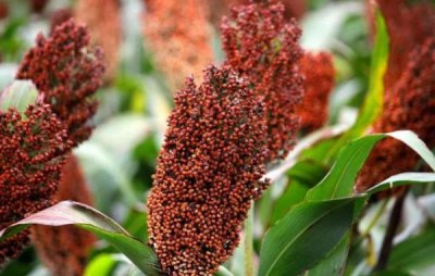 ​卖白酒利润 卖白酒挣钱吗