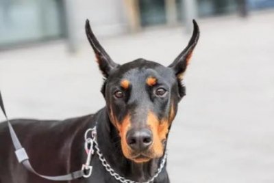 ​狗狗咬裤腿行为解析及应对策略