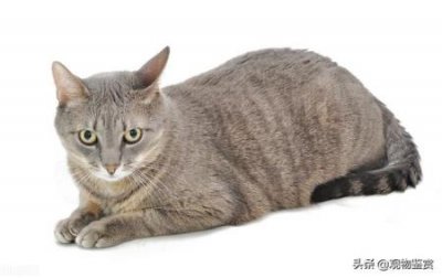 ​猫粮喂多少合适？怎么喂才适合猫咪的成长需求？