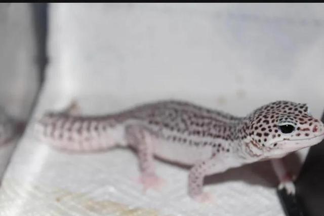 豹纹守宫饲养超级指南（豹纹守宫五疾病防治）(1)