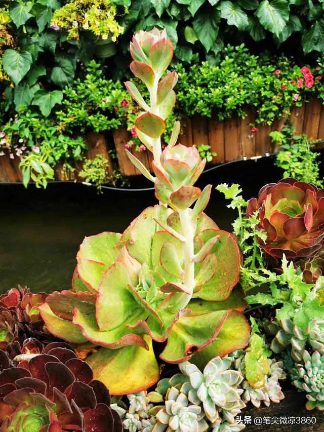 去云南游玩自由行攻略图文版(详尽全面的云南自由行旅行攻略)(32)