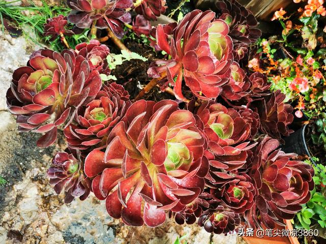 去云南游玩自由行攻略图文版(详尽全面的云南自由行旅行攻略)(33)