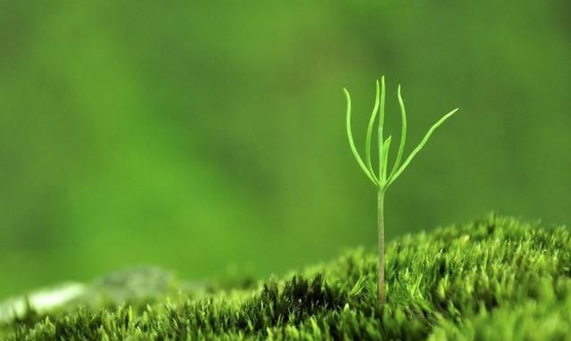 有志不在年高下一句,《苔》这首诗为什么会沉寂几百年呢?图2