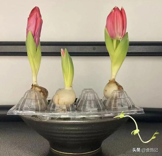 以废为宝的手工作品简单又漂亮(这些变废为宝的法子)(17)