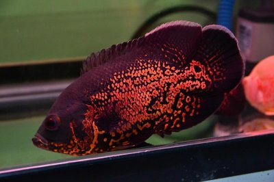 ​一条地图鱼竟然要价500大洋，带你了解地图鱼品种