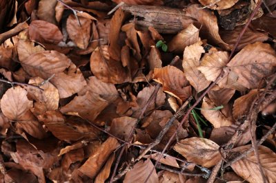 ​奥粒绒秋衣是不是能保暖