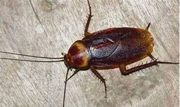 蟑螂死了为什么会翻身,为什么蟑螂自然死亡的时候都是翻过来死的呢图5