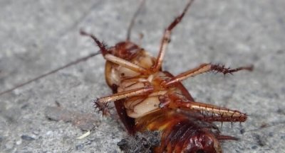 ​蟑螂死了为什么会翻身,为什么蟑螂自然死亡的时候都是翻过来死的呢