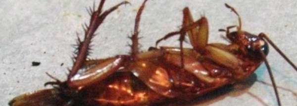 蟑螂死了为什么会翻身,为什么蟑螂自然死亡的时候都是翻过来死的呢图3