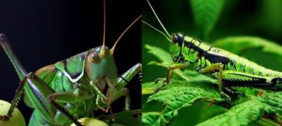 ​纺织娘是蝈蝈还是蚂蚱，蟋蟀，蝈蝈，纺织娘究竟分别是什么昆虫？