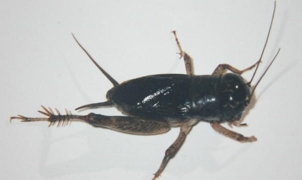 纺织娘是蝈蝈还是蚂蚱，蟋蟀，蝈蝈，纺织娘究竟分别是什么昆虫？图3