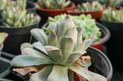 ​多肉施肥的四大法则