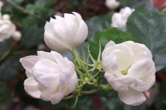 茉莉花唯美的花语(图4)