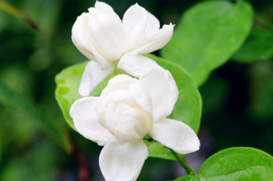 茉莉花唯美的花语(图2)