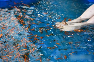 ​鱼疗的鱼为什么要咬脚 “温泉鱼”有多恐怖？吃脚皮只是在麻痹你