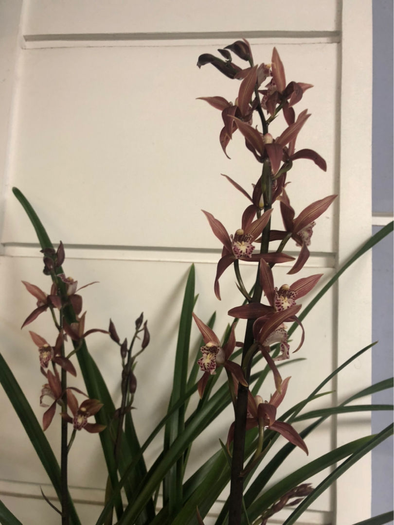 怎样判断墨兰该浇水了（兰花需要浇水的5个特征）