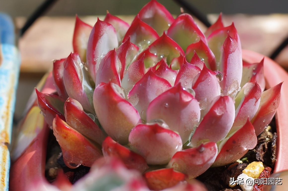 农村自制多肉土的方法（手把手教你制作多肉养殖土）