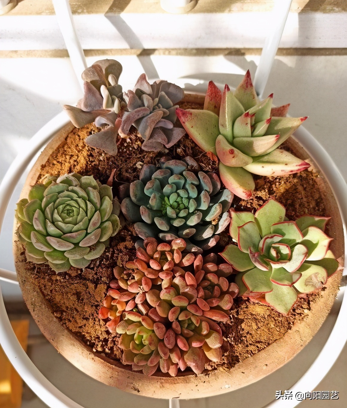 农村自制多肉土的方法（手把手教你制作多肉养殖土）